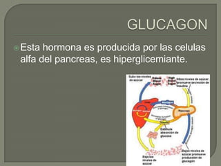  Esta hormona es producida por las celulas
 alfa del pancreas, es hiperglicemiante.
 