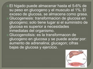  El higado puede almacenar hasta el 5-6% de
  su peso en glucogeno y el musculo el 1%. El
  exceso de glucosa, se almacena como grasa.
 Glucogenesis: transformacion de glucosa en
  glucogeno; solo tiene lugar si el suministro de
  glucosa es superior a necesidades
  inmediatas del organismo.
 Glucogenolisis: es la transformacon de
  glucogeno en glucosa y se puede acelar por:
  aumento de adrenalina; glucagon; cifras
  bajas de glucosa y ejercicio.
 