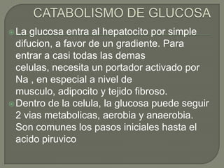  La  glucosa entra al hepatocito por simple
  difucion, a favor de un gradiente. Para
  entrar a casi todas las demas
  celulas, necesita un portador activado por
  Na , en especial a nivel de
  musculo, adipocito y tejido fibroso.
 Dentro de la celula, la glucosa puede seguir
  2 vias metabolicas, aerobia y anaerobia.
  Son comunes los pasos iniciales hasta el
  acido piruvico
 