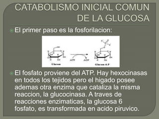  El   primer paso es la fosforilacion:




 Elfosfato proviene del ATP. Hay hexocinasas
 en todos los tejidos pero el higado posee
 ademas otra enzima que cataliza la misma
 reaccion, la glucocinasa. A traves de
 reacciones enzimaticas, la glucosa 6
 fosfato, es transformada en acido piruvico.
 