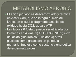  El acido piruvico es descarboxilado y termina
  en Acetil CoA, que se integra al ciclo de
  krebs, en el cual el fragmento acetilo, es
  oxidado hasta CO2, agua y ATP.
 La glucosa 6 fosfato puede ser utilizada por
  lo menos en 4 vias. 1) GLUCOGENO 2) ciclo
  del acido glucuronico 3) lipidos 4) otros
  glucidos como galactosa en galndula
  mamaria, fructosa como sustancia energetica
  de espermatozoides.
 