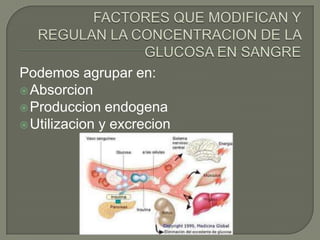 Podemos agrupar en:
 Absorcion
 Produccion endogena
 Utilizacion y excrecion
 