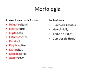 Morfología
Alteraciones de la forma              Inclusiones
• Poiquilocitosis                     • Punteado basófilo
• Esferocitosis                       • Howell-Jolly
• Eliptocitos                         • Anillo de Cabot
• Estomatocitos                       • Cuerpos de Heinz
• Dacriocitos
• Esquistocitos
• Dianocitos
• Drepanocitos
• Acantocitos

                           Prieto / Balcells
 