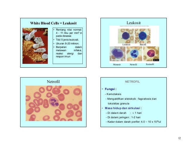 Hematologi