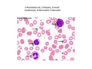 1=Red blood cell, 2=Platelet, 3=Small
lymphocyte, 4=Neutrophil, 5=Basophil.
 