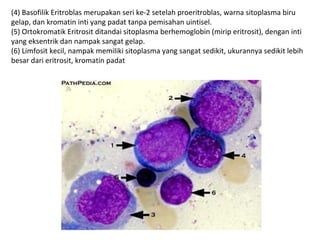 (4) Basofilik Eritroblas merupakan seri ke-2 setelah proeritroblas, warna sitoplasma biru
gelap, dan kromatin inti yang padat tanpa pemisahan uintisel.
(5) Ortokromatik Eritrosit ditandai sitoplasma berhemoglobin (mirip eritrosit), dengan inti
yang eksentrik dan nampak sangat gelap.
(6) Limfosit kecil, nampak memiliki sitoplasma yang sangat sedikit, ukurannya sedikit lebih
besar dari eritrosit, kromatin padat
 