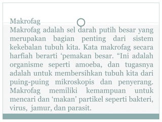 Makrofag
Makrofag adalah sel darah putih besar yang
merupakan bagian penting dari sistem
kekebalan tubuh kita. Kata makrofag secara
harfiah berarti ‘pemakan besar. “Ini adalah
organisme seperti amoeba, dan tugasnya
adalah untuk membersihkan tubuh kita dari
puing-puing mikroskopis dan penyerang.
Makrofag memiliki kemampuan untuk
mencari dan ‘makan’ partikel seperti bakteri,
virus, jamur, dan parasit.
 