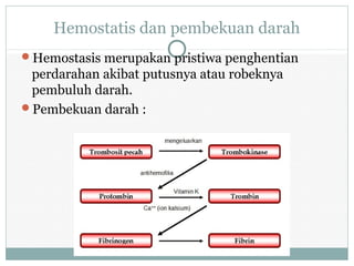 Hemostatis dan pembekuan darah
Hemostasis merupakan pristiwa penghentian
perdarahan akibat putusnya atau robeknya
pembuluh darah.
Pembekuan darah :
 
