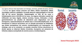 LEUCEMIA LINFOCÍTICA AGUDA
Los signos clínicos más reportados son letargia, anorexia, pérdida de peso, vómito
y diarrea: los signos menos comunes son fiebre, distrés respiratorio, déficit
neurológico, poliuria y polidipsia. Se puede observar esplenomegalia en más del
70% de los perros afectados, hepatomegalia en 50% de los casos y
linfadenopatía entre el 40-50% de los casos. Los órganos afectados cuando hay
infiltración son bazo, hígado, sistema nervioso, huesos, linfonodos y tracto
gastrointestinal.5 Los estudios de laboratorio para diagnosticar. LLA son
hemograma, aspiración/biopsia de médula ósea e inmunofenotipificación. En el
hemograma se observa leucocitosis con un elevado porcentaje de linfoblastos
que puede acompañarse con anemia, trombocitopenia y/o neutropenia. Sin
embargo, esto no es constante y se pueden encontrar formas aleucémicas en
donde apenas se observan blastos circulantes, leucopenia con presencia de
linfocitos atípicos acompañado de anemia severa y trombocitopenia.
Sestari Rosangela 36533
 