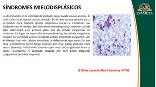 SÍNDROMES MIELODISPLÁSICOS
La disminución en la cantidad de glóbulos rojos puede causar anemia, lo
cual suele hacer que te sientas cansado. En el caso de una persona sana,
la médula ósea produce células sanguíneas nuevas e inmaduras que
maduran con el tiempo. Los síndromes mielodisplásicos ocurren cuando
algo interrumpe este proceso para que las células sanguíneas no
maduren. En lugar de desarrollarse normalmente, las células sanguíneas
mueren en la médula ósea o en cuanto entran al torrente sanguíneo. Con
el tiempo, hay más células inmaduras y defectuosas que sanas, lo que
lleva a problemas como fatiga causada por muy pocos glóbulos rojos
sanos (anemia), infecciones causadas por muy pocos glóbulos blancos
sanos (leucopenia) y sangrado causado por muy pocas plaquetas
coagulantes (trombocitopenia).
E Silva Lacerda Maíra karenny 41756
 