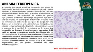ANEMIA FERROPÉNICA
Se sospecha una anemia ferropénica en pacientes con pérdida de
sangre crónica o anemia microcítica, en particular si hay pica. En estos
pacientes, se solicita hemograma completo, hierro sérico y capacidad
de fijación del hierro, ferritina sérica y recuento de reticulocitos. Se
llama anemia a una disminución del número de glóbulos
rojos (hematíes o eritrocitos) de la sangre. Los glóbulos rojos dan el
color a la sangre y son los encargados de transportar el oxígeno desde
los pulmones hasta cada uno de los órganos del cuerpo. Para ello
disponen en su interior de una proteína llamada hemoglobina. Los
médicos, en lugar de la cantidad de glóbulos rojos, consideran anemia
al descenso de la cantidad de hemoglobina de la sangre. Una
hemoglobina por debajo de 12 mg/dl en mujeres o por debajo de 13
mg/dl en varones es considerada anemia. Los glóbulos rojos se
fabrican en el interior de los huesos, una zona llamada médula ósea (el
tuétano de los huesos de los animales). Para su normal fabricación se
necesita disponer de una adecuada cantidad de hierro, ácido fólico y
vitaminas (fundamentalmente de vitamina B12) y del estímulo
proporcionado por una proteína procedente del riñón
llamada eritropoyetina.
Maia Noronha Amanda 48907
 
