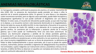 ANEMIAS MEGALOBLÁSTICAS
Un hemograma completo confirmará la presencia de anemia y el carácter macrocítico de
ésta (VCM >95). La presencia de macrocitosis puede preceder en meses a años la
aparición de la anemia propiamente dicha. En general, la serie blanca y las plaquetas
suelen encontrarse normales, pero en algunos casos avanzados, puede haber leucopenia y
plaquetopenia significativas lo cual puede confundir el diagnóstico con una Aplasia
Medular. En estos casos, el recuento de reticulocitos puede ayudar, ya que está muy bajo
en la Aplasia, y se encuentra normal o sólo levemente disminuido en la megaloblastosis.
Dentro de todas las causas de déficit de B12, la más importante y frecuente es la ausencia
de Factor Intrínseco de Castle (FI), debido a una alteración de la mucosa gástrica, la
gastritis atrófica. Se caracteriza por la inflamación y posterior atrofia de la mucosa
gástrica, que si bien puede ser multifactorial, tiene una clara base autoinmune. Se
produce una disminución progresiva y pérdida de las células parietales gástricas,
productoras de FI, con descenso marcado en la producción de ácido clorhídrico, pepsina y
FI. La gastritis atrófica se caracteriza por su lenta evolución y la casi ausencia de síntomas,
por o que la anemia megaloblástica suele ser su forma de presentación. La deficiencia de
folato se debe fundamentalmente a causas carenciales, por lo que es propio de sujetos
ancianos, malnutridos; jóvenes sometidos a regímenes de adelgazamiento muy extremo y
mal controlados; sujetos indigentes con malnutrición crónica y alcohólicos crónicos. En los
lactantes, el déficit de fólico se observan en aquellos con reemplazo de la leche a leche de
cabra sin sustitución adecuada de la vitamina. Ferreira Monte Carmelo Ricardo 50298
 