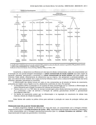 Arlindo Ugulino Netto; Luiz Gustavo Barros; Yuri Leite Eloy – HEMATOLOGIA – MEDICINA P8 – 2011.1
103
Inicialmente, a cƒlula-tronco se diferencia em dois tipos de cƒlulas comissionadas, cada uma comprometida com
‘ forma•‚o de uma grande linhagem hematol€gica: a cƒlula comissionada de tecido miel„ide (que dar„ origem ‘s
hem„cias, plaquetas, granul€citos e mon€citos) e a cƒlula comissionada de tecido linf„ide (que dar„ origem aos
linf€citos). Estas cƒlulas, diferentemente da cƒlula-tronco que as originou, n‚o apresentam a pluripotencialidade – ou
seja: uma cƒlula de tecido miel€ide n‚o ƒ capaz de formar linf€citos, assim como a cƒlula de linhagem linf€ide n‚o forma
eritr€citos, plaquetas, granul€citos ou mon€citos.
A diferencia•‚o das cƒlulas troncos em cada um dos componentes se d„ atravƒs de fatores de crescimento,
produzidos por €rg‚os como o f†gado e os rins, obedecendo a est†mulos do meio. Por exemplo:
 A eritropoetina (EPO) ƒ produzida no rim quando h„ baixa concentra•‚o de O2 e estimula a diferencia•‚o da
cƒlula totipotente para Unidade Formadora de Col’nias de Eritr€citos (CFU-E).
 Fatores como a IL-1 e o TNF (fator de necrose tumoral) agem sobre cƒlulas estromais da medula, estimulando-
as a produzirem o fator de est†mulo ‘ forma•‚o de col’nias granuloc†ticas (G-CSF) e granuloc†ticas/
macrof„gicas (GM-CSF).
 Os fatores de crescimento podem agir na diferencia•‚o e na regula•‚o do crescimento de cƒlulas mais
maduras, atravƒs da inibi•‚o da apoptose.
Estes fatores s‚o usados na pr„tica cl†nica para estimular a produ•‚o em casos de produ•‚o ineficaz pela
medula.
PRODU…†O DAS C‡LULAS DO TECIDO MIELˆIDE
A cƒlula progenitora miel€ide se diferencia em mais dois tipos: um comprometido com a linhagem eritr€ide-
megacarioc†tica (que ƒ a unidade formadura de surtos – BFU, respons„vel pela forma•‚o de hem„cias e plaquetas) e
a outra comprometida com a linhagem granuloc†tica-monoc†tica (que ƒ a unidade formadora de col‰nias – CFU,
respons„vel pela forma•‚o dos granul€citos e mon€citos).
 