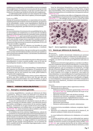 Hematología
Pág. 9
mediadaporelcomplemento,siestahemólisisesseveraseacompaña
de hemoglobinuria. El nombre de nocturna procede de que la crisis
suele tener preferencia nocturna, ya que por la noche existe una
tendencia a la acidosis que facilita la activación del complemento.
La enfermedad puede asociarse con otros trastornos de la célula
madre de la médula ósea, tales como la aplasia y la leucemia aguda.
CLÍNICA DE LA HPN.
Además de los procesos hemolíticos, es característica de esta enfer-
medadlapresenciadetrombosisvenosasderepetición,queaparecen
en las extremidades, cerebro, venas suprahepáticas (síndrome de
Budd-Chiari) o venas mesentéricas. La trombosis es ocasionada por
la destrucción plaquetaria, que libera factores procoagulantes.
DIAGNÓSTICO.
Se trata de demostrar el incremento de susceptibilidad de las célu-
las hematológicas al complemento, lo cual se pone de maniﬁesto
mediante la denominada prueba de la hemólisis ácida o prueba de
Ham(MIR98-99,119),queesunapruebaqueproduceactivacióndel
complemento.Otrapruebaútileseldenominadotestdelasacarosa,
que es más sensible, aunque menos especíﬁco (también es positivo
en otros trastornos como los síndromes mieloproliferativos). La
citometría de ﬂujo demuestra la ausencia de proteínas CD 55 y CD
59 (la más sensible y especíﬁca).
Debe sospecharse HPN en enfermos con hemólisis de causa
poco clara, procesos que cursan con pancitopenia, o trombosis
de repetición.
Como otras características, hay que recordar que los neutróﬁlos
tienen un bajo nivel de fosfatasa alcalina (situación que también se
veráenlaleucemiamieloidecrónica),yloshematíesunadeﬁciencia
de acetil colinesterasa.
TRATAMIENTO.
Dado que se trata de una enfermedad clonal de la célula precursora
hematopoyética, la única curación posible, como en el resto de
panmielopatías clonales, la ofrece el trasplante de médula ósea.
TRATAMIENTOS ALTERNATIVOS.
Serían la hemoterapia en las crisis hemolíticas. Ocasionalmente
hay respuesta con esteroides o andrógenos. El tratamiento de las
trombosis se realiza fundamentalmente con anticoagulantes orales
(la heparina, por ser una sustancia muy ácida, puede facilitar la
activación del complemento).
En ocasiones, la hemoglobinuria crónica ocasiona deﬁciencia
de hierro, que debe tratarse con hierro oral. Hay que saber que
dicho tratamiento puede facilitar una crisis hemolítica, ya que al
aumentar la formación de células sanguíneas aumenta también
la hemólisis.
TEMA 3. ANEMIAS MEGALOBLÁSTICAS.
3. 1. Concepto y caracteres generales.
Las anemias megaloblásticas, causadas por deﬁciencia de folato
o vitamina B12
, tienen en común una alteración en la síntesis del
ADN, ya que tanto el folato como la vitamina B12
, participan en una
reacción necesaria para la síntesis de dicho ADN, que consiste en la
formación de timidilato a partir de uridilato.
A causa de la disminución de velocidad de síntesis de ADN, se
produce un retardo en la división celular, y esta alteración provoca
los cambios morfológicos característicos de las anemias megalo-
blásticas, consistentes en un gran tamaño de los precursores de
las células sanguíneas en la médula ósea y en la sangre periférica
(MIR 98-99F, 128). Como el trastorno afecta también a otras series
hematológicas, es frecuente la pancitopenia.
En la médula ósea de las anemias megaloblásticas, además de
uncrecimientoeneltamañodelosprecursoreshematopoyéticos,se
produceunaumentodelapoblaciónhematopoyética,aconsecuen-
cia del retardo en la división celular.También puede ocasionarse la
destrucción intramedular de las células hematopoyéticas (situación
de eritropoyesis ineﬁcaz). La sangre periférica se caracteriza por
hematíes de gran tamaño (macroovalocitos, con un aumento de
VCM y también del HCM), neutróﬁlos hipersegmentados y reticu-
locitos no aumentados.
Entre las alteraciones bioquímicas, es muy característica de
las anemias megaloblásticas la elevación de LDH sérica, al igual
que en las hemólisis, como consecuencia de la destrucción de las
células hematopoyéticas en la médula ósea (eritropoyesis ineﬁcaz)
(MIR 94-95, 216).
Una de las características más útiles en el diagnóstico de las ane-
miasmegaloblásticaseslapresenciadeneutróﬁloshipersegmentados
(MIR 98-99, 117). Sin embargo, hay que tener en cuenta que dicha
alteración desaparece cuando el enfermo ha recibido tratamiento.
Figura 9. Anemia megaloblástica: macroovalocitos.
3. 2. Anemia por deficiencia de vitamina B12
.
METABOLISMO.
La vitamina B12
, también denominada cobalamina por presentar
cobalto en su molécula, aparece en alimentos de origen animal.
Los almacenes de vitamina B12
se sitúan fundamentalmente en
el hígado, y su nivel es tan elevado que la deﬁciencia tarda años en
producirse.
Mediante la acción de los jugos gástricos, se produce una libera-
ción de la cobalamina de las proteínas del alimento. A continuación,
la vitamina B12
se une al factor intrínseco (elaborado por las células
parietales gástricas), que va a transportar a la vitamina B12
a lo largo
del todo el intestino delgado hasta el íleon terminal, donde, a partir
de receptores especíﬁcos, se produce la absorción de la vitamina
B12
hacia el plasma. En la sangre, la vitamina B12
está unida a la
transcobalamina. La transcobalamina II es la principal proteína de
transporte de la vitamina absorbida “de novo”, pero presenta una
corta vida media. Dicha transcobalamina es sintetizada en el hígado.
La transcobalamina I (sintetizada en los neutróﬁlos) transporta la
mayor parte de la vitamina B12
circulante como consecuencia de su
mayor vida media.
ETIOLOGÍA.
1. Disminución de la ingesta: dietas vegetarianas estrictas.
2. Disminución de la absorción.
- Deﬁciencia de factor intrínseco: gastrectomía (MIR 98-99F,
126; MIR 97-98F, 218), anemia perniciosa (de la que se ha-
blará posteriormente).
- Alteración intestinal, sobre todo del íleon terminal.
- Infestación por bacterias o parásitos (síndrome de sobre-
crecimiento bacteriano, Diphyllobothrium latum).
- Deﬁciencia de receptores ileales para factor intrínseco (sín-
drome de Imerslund).
- Alteraciones pancreáticas.
- Fármacos (anticonceptivos, alcohol, colestiramina).
3. Incremento de las necesidades: embarazo, neoplasias, hiperti-
roidismo.
4. Alteración en la utilización: inactivación de la vitamina B12
de
almacén mediante el óxido nitroso de la anestesia.
La causa habitual de deﬁciencia de cobalamina es la anemia
perniciosa.
La anemia perniciosa suele ser una enfermedad que aparece
en edades avanzadas, en razas nórdicas y que presenta agrupación
familiar. El trastorno consiste en una gastritis crónica atróﬁca (MIR
97-98F, 226), que ocasiona destrucción de las células parietales
gástricas, lo que produce disminución del factor intrínseco, y como
 