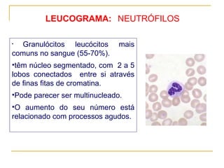 LEUCOGRAMA: Granulócitos leucócitos mais comuns no sangue (55-70%). têm núcleo segmentado, com  2 a 5 lobos conectados  entre si através de finas fitas de cromatina.  Pode parecer ser multinucleado. O aumento do seu número está relacionado com processos agudos. NEUTRÓFILOS 