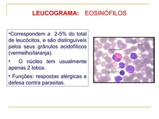 LEUCOGRAMA: Correspondem a  2-5% do total de leucócitos, e são distinguíveis pelos seus grânulos acidofílicos (vermelho/laranja). O núcleo tem usualmente apenas 2 lobos. Funções: respostas alérgicas e defesa contra parasitas. EOSINÓFILOS 