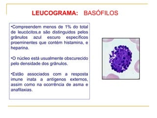 LEUCOGRAMA: Compreendem menos de 1% do total de leucócitos,e são distinguidos pelos grânulos azul escuro específicos proeminentes que contém histamina, e heparina. O núcleo está usualmente obscurecido pelo densidade dos grânulos. Estão associados com a resposta imune inata a antígenos externos, assim como na ocorrência de asma e anafilaxias.   BASÓFILOS 