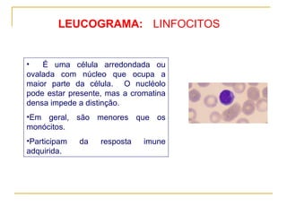 LEUCOGRAMA: É uma célula arredondada ou ovalada com núcleo que ocupa a maior parte da célula.  O nucléolo pode estar presente, mas a cromatina densa impede a distinção.  Em geral, são menores que os monócitos.  Participam da resposta imune adquirida. LINFOCITOS 