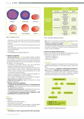 Manual A Mir
16 ] APLASIA MEDULAR [
www.academiamir.com
• Infecciones: VIH, VHB, VHC, VEB, CMV, VHH6, parvovirus
B19 (crisis aplásicas en enfermos con anemias hemolíticas
crónicas).
• Tumores: timoma (en más del 50% de aplasias puras de la
serie roja).
• Enfermedades autoinmunes (Lupus Eritematoso Sistémico,
Artritis Reumatoide).
• Gestación.
• Hemoglobinuria Paroxística Nocturna.
2. Aplasias congénitas
- Anemia de Fanconi (MIR): es la aplasia medular congénita
más frecuente y se suele manifestar a los 5-10 años. Su trans-
misión genética es autosómica recesiva. Existe un defecto en
la reparación del DNA y una mayor sensibilidad a los radicales
de oxígeno. Se caracteriza por:
• Citopenias, que pueden afectar a una, dos o tres series.
Siendo la trombocitopenia la primera alteración.
• Malformaciones: baja estatura, pulgares anormales, man-
chas cutáneas “café con leche”, microcefalia, alteraciones
renales, oculares, auditivas, retraso del desarrollo. En un 10%
no se aprecian estas anomalías.
• Mayor susceptibilidad a neoplasias (leucemias agudas, sín-
dromes mielodisplásicos o tumores sólidos).
• El Trasplante de Médula Ósea con HLA-idéntico emparen-
tado proporciona un 80% de supervivencia.
- Disqueratosis congénita: ligada al cromosoma X, asocia
alteraciones cutáneas.
- Aplasias selectivas congénitas:
• Síndrome de Blackfan-Diamond o Eritoblastopenia
Congénita: aplasia selectiva de serie roja y anomalías facia-
les, esqueléticas y enanismo.
• Síndrome de Schwachman: neutropenia que asocia insu-
ficiencia pancreática exocrina y displasia metafisaria.
• Trombocitopenia Amegacariocítica Congénita o TAR
(trombopenia en ausencia de radio).
Clínica
Inespecífica.
- Anemia.
- Infecciones (neumonías, sepsis,...).
- Hemorragias mucocutáneas.
- Ausencia de adenopatías, esplenomegalia o hepatomegalia
(a diferencia de las pancitopenias de origen periférico).
Diagnóstico
- Hemograma y frotis sangre periférica (SP): pancitope-
nia (anemia normocítica-normocrómica, neutropenia, trom-
bopenia), ↓↓ reticulocitos en sangre (MIR 08, 107).
- Biopsia de médula ósea (MO) (MIR 00F, 127): hipocelular
con pérdida del tejido hematopoyético y sustitución por grasa.
Sirve para el diagnóstico definitivo y para el diagnóstico dife-
rencial con otras entidades.
Criterios de aplasia medular grave:
Existencia de <25-30% de celularidad hematopoyética normal
en MO más al menos 2 de los siguientes criterios:
- Neutrófilos <500/mm3.
- Plaquetas <20000/mm3.
- Reticulocitos <1%.
Tratamiento
- Trasplante alogénico de progenitores hematopoyéticos de
donante emparentado en caso de aplasia severa: curación del
80%.
- Inmunosupresores: globulina antilinfocítica/antitimocí-
tica (ALG/ATG), ciclosporina A, corticoides, andrógenos,...
- Tratamiento de soporte (sobre todo en pacientes de edad
avanzada): transfusiones de hematíes y plaquetas, profilaxis
de infecciones (factores de crecimiento como G-CSF).
Figura 1. Eritropoyesis normal.
Eritoblasto Proreticulocito Reticulocito
Metareticulocito Eritrocito basófilo Eritrocito
Serie roja
(eritroblastopenias)
ADQUIRIDAS
CONGÉNITAS O
CONSTITUCIONALES
Síndrome de
Blackfan-Diamond
INSUFICIENCIAS
MEDULARES
SELECTIVAS
Aplasia
pura de la s. roja
Serie blanca
(neutropenias)
Síndrome de
Kostman
(agranulocitosis
congénita)
Disgenesia
reticular
Síndrome de
Schwachman-
Diamond
Idiopática
Secundaria
(fármacos)
Trombocitopenias
Trombopenia con
ausencia de radio
(síndrome TAR)
Idiopática
Secundaria
(fcos.,tóxicos)
Anemia de
Fanconi
Disqueratosis
congénita
Idiopática
Secundaria
INSUFICIENCIAS
MEDULARES
GLOBALES
Tabla 1. Clasificación etiológica de la aplasia.
¿Aplasia medular grave?
alo-TPH
alo-TPH o inmunosupresión
inmunosupresión
<20 años:
21-40 años:
>40 años:
Sí No
¿Donante familiar?
Sí No
¿Edad del paciente?
Inmunosupresores
Inmunosupresores
Figura 2. Tratamiento de la aplasia medular grave.
 