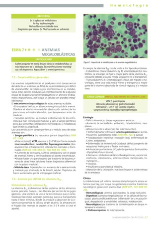 H e m a t o l o g í a
17] ANEMIAS MEGALOBLÁSTICAS [
7.1.- Características generales
Las anemias megaloblásticas se producen como consecuencia
del defecto en la síntesis de DNA de los eritroblastos por déficit
de vitamina B12, de folato o por interferencia en su metabo-
lismo. Estos déficits producen un enlentecimiento de la división
celular de los precursores hematopoyéticos sin alterarse el desa-
rrollo citoplasmático, por lo que las células son grandes (mega-
loblastosis).
El mecanismo etiopatológico de estas anemias es doble:
- Eritropoyesis ineficaz: es el mecanismo principal de la anemia.
Obedece al aborto intramedular (destrucción celular) de los
precursores eritroides alterados, que desaparecen antes de
madurar.
- Hemólisis periférica: se produce la destrucción de los eritro-
citos que han conseguido madurar y salir a sangre periférica
pero que presentan alteraciones morfológicas y metabólicas
que limitan su viabilidad.
Las características en sangre periférica y médula ósea de estas
anemias son:
- Sangre periférica (no necesarias para el diagnóstico (MIR
02, 116)):
• Macrocitosis (↑ VCM y normal o ↑ HCM) con forma ovalada
(macroovalocitos), neutrófilos hipersegmentados (des-
aparecen tras el tratamiento), reticulocitos normales o dismi-
nuidos (MIR 08, 108; MIR 07, 108; MIR 05, 109).
• Aumento de bilirrubina, LDH (se correlaciona con el grado
de anemia), hierro y ferritina debido al aborto intramedular.
• Puede haber una pancitopenia por trastorno de los precur-
sores de otras líneas celulares (hacer diagnóstico diferencial
con la aplasia medular).
- Médula ósea: hipercelular con aumento de la serie eritroide
y mieloide por el retardo de la división celular. Depósitos de
hierro aumentados por la eritropoyesis ineficaz.
7.2.- Anemia por déficit de vitamina B12
Metabolismo de la vitamina B12
La vitamina B12 (cobalamina) de las proteínas de los alimentos
(carne, pescado, huevos,...) es liberada por acción de los jugos
gástricos. Una vez libre, se une al factor intrínseco que es sinte-
tizado por las células parietales gástricas y que va a transportarla
hasta el íleon terminal, donde se produce la absorción de la vi-
tamina en presencia de calcio y de pH alcalino. Se almacena en
el hígado (las reservas se agotan a los 3 ó 6 años si cesa el
aporte).
En sangre, la vitamina B12 circula unida a dos tipos de proteínas:
- Cobalofilinas (transcobalamina I y III) sintetizadas en los neu-
trófilos, se encargan de fijar la mayor parte de la vitamina B12
circulante debido a su vida media larga pero no la transportan.
- Transcobalamina II: sintetizada por células del hígado y ma-
crófagos, tiene una vida media menor y transporta la mayor
parte de la vitamina absorbida de novo al hígado y a la médula
ósea.
Etiología
- Déficit alimenticio: dietas vegetarianas estrictas.
- Aumento de necesidades: embarazo, hipertiroidismo, neo-
plasias,...
- Alteraciones de la absorción (las más frecuentes):
• Déficit de factor intrínseco: anemia perniciosa (es la más
frecuente), gastrectomía total (MIR 98F, 126) o parcial.
• Malabsorción intestinal: resección ileal, enfermedad de
Crohn, esteatorrea.
• Enfermedad de Immerslund-Gräsbeck (déficit congénito de
receptores ileales para el factor intrínseco).
• Infestación por bacterias (H. pylori) o parásitos (botriocéfalo
-Diphyllobothrium latum-).
• Fármacos: inhibidores de la bomba de protones, neomicina,
colchicina, colestiramina, anticonceptivos, metotrexato, tri-
metroprim,...
• Alcohol.
• Insuficiencia pancreática exocrina.
- Alteración de la utilización: inactivación por el óxido nitroso
de la anestesia.
Clínica
La médula ósea y el sistema nervioso compiten por la escasa vi-
tamina que hay, por lo que nos podemos encontrar trastornos
neurológicos graves con anemia leve (MIR 01F, 109; MIR 00,
25).
- Hematológicas: anemia, pancitopenia (si larga evolución).
- Digestivas (cambios megaloblásticos en las células de las mu-
cosas): glositis atrófica de Hunter (inflamación de la mucosa lin-
gual, depapilación y sensibilidad dolorosa), malabsorción.
- Neurológicas (por trastorno de la mielinización en la que in-
terviene la vitamina):
• Polineuropatías: lo más frecuente.
En la aplasia de médula ósea:
No hay esplenomegalia
No hay fibrosis en médula ósea
Diagnóstico por biopsia (la PAAF no suele ser suficiente)
RECUERDA
TEMA 7 ANEMIAS
MEGALOBLÁSTICAS
Suelen preguntar en forma de caso clínico o verdadero/falso. Lo
más importante es la etiología, las manifestaciones neurológi-
cas y el diagnóstico. Repasa bien la anemia perniciosa.
ENFOQUE MIR
Figura 1. Aspecto de la médula ósea en la anemia megaloblástica.
VCM ↑, pancitopenia
Alteración absorción (ej. gastrectomizado)
Bilirrubina ↑, LDH ↑ con Coombs negativo
Sangre periférica: neutrófilos hipersegmentados
CASOS CLÍNICOS (MIR 07, 108; MIR 99, 117; MIR 97F, 218)
 