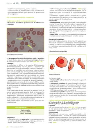 Manual A Mir
20 ] ANEMIAS HEMOLÍTICAS [
www.academiamir.com
moglobinuria (orinas oscuras), anemia e ictericia.
- Crónicas: suelen ser extravasculares y cursar con ictericia, es-
plenomegalia y colelitiasis por el aumento de la destrucción
de hemoglobina.
8.3.- Anemias hemolíticas congénitas
1. Alteraciones de la membrana eritrocitaria
Esferocitosis hereditaria (enfermedad de Minkowski-
Chauffard)
Es la causa más frecuente de hemólisis crónica congénita
en la raza blanca y la anemia hemolítica congénita por alteración
de la membrana eritrocitaria más frecuente (MIR 00F, 126).
Patogenia
Se produce por un defecto en las proteínas del citoesqueleto
del hematíe (espectrina, anquirina, banda 3 y proteína 4.2) lo
que debilita la unión del citoesqueleto a la doble capa lipídica y
disminuye su estabilidad, con pérdida del material lipídico.
Como consecuencia de ello, disminuye la relación superficie/vo-
lumen del hematíe y éste adquiere forma esférica (esferocito).
Además existe una alteración de la permeabilidad para el sodio
y el potasio y se produce una activación en los sistemas de trans-
porte iónico, produciendo una pérdida del contenido de potasio
y agua intraeritrocitarios. La pérdida de la membrana lipídica y
la deshidratación aumentan de forma típica la CCHM. Los he-
matíes deshidratados, con pérdida de membrana y alteración
de la forma quedan atrapados en los sinusoides esplénicos y se
rompen (hemólisis).
Clínica
Es un cuadro caracterizado por signos de hemólisis con o sin
anemia. Los síntomas suelen aparecer desde los primeros años
de vida. Podemos encontrar ictericia conjuntival, colelitiasis,
esplenomegalia, alteraciones del desarrollo óseo (cráneo “en
cepillo”, polidactilia,...), úlceras maleolares por alteración del re-
torno venoso,... La anemia suele tolerarse bien.
Puede complicarse con crisis hemolíticas, crisis aplásicas o crisis
megaloblásticas.
Diagnóstico
- Anemia hemolítica con esferocitos (no son patognomónicos
de la enfermedad). Los esferocitos también pueden verse en
algunas anemias inmunohemolíticas por IgG.
- VCM normal o ↓ (microesferocitosis), CCMH ↑ (MIR) (porque
al existir una disminución de la superficie del hematíe hay, re-
lativamente, mayor concentración de hemoglobina en cada
uno).
- Prueba de la fragilidad osmótica: aumento de la fragilidad
de la membrana con hemólisis en soluciones hipotónicas. Se
previene añadiendo al medio glucosa.
Tratamiento
- Esplenectomía: se realiza en caso de que la intensidad de la
anemia, el curso clínico de la enfermedad o la gravedad de las
complicaciones lo hagan necesario. Es mejor esperar a que el
paciente tenga 5 ó 6 años y hay que realizar previamente una
vacunación correcta (antineumocócica y antihaemophilus) de-
bido al riesgo de infecciones graves. Suelen tener muy buena
respuesta.
- Ácido fólico: para prevenir crisis megaloblásticas por agota-
miento de las reservas de folato por la hemólisis crónica.
Eliptocitosis hereditaria
Es una enfermedad autosómica dominante en la que existe una
alteración de la espectrina que determina la morfología elíptica
u ovalada característica. La expresividad clínica es variable, pero
en un alto porcentaje es asintomática. El test de fragilidad osmó-
tica es normal.
Estomatocitosis congénitas
Tres formas clínicas:
- Síndrome Rh nulo: síndrome hemolítico crónico, general-
mente intenso.
- Hidrocitosis congénita: es superponible a la esferocitosis
congénita moderada pero mucho más rara. Presentan altera-
ción de la permeabilidad de la membrana (entra agua y sodio)
con aumento de la fragilidad osmótica eritrocitaria. Existe una
CCMH baja por dilución de la hemoglobina.
- Xerocitosis congénita: se produce por exceso de permea-
bilidad al sodio y al potasio, que genera una pérdida del con-
tenido acuoso del hematíe. Los hematíes están deshidratados
con una CCMH alta.
2. Alteraciones del metabolismo del hematíe o enzimopatías
A. Trastornos de la vía de la glucólisis aerobia
Déficit de glucosa-6-fosfato deshidrogenasa
Concepto
Es la enzimopatía más frecuente (MIR 00F, 126) y su prevalen-
cia está relacionada con áreas de paludismo endémico. Tiene
una herencia ligada al cromosoma X.
Fisiopatología
El déficit de esta enzima produce una pérdida del poder reduc-
tor del hematíe frente a la acción de sustancias oxidantes del
interior eritrocitario o del exterior. Como consecuencia, la hemo-
globina se desnaturaliza y precipita en forma de cuerpos de
Heinz, aumenta la rigidez y disminuye la deformabilidad eritro-
citaria (MIR).
Esplenomegalia
Anemia con CCMH ↑
Ictericia, litiasis biliar
CASOS CLÍNICOS (MIR 98F, 221)
Figura 2. Esferocitosis hereditaria.
Figura 3. Estomatocitos.
 