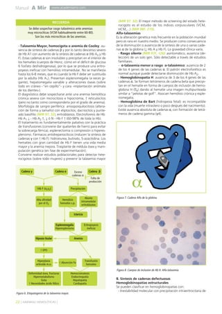 Manual A Mir
22 ] ANEMIAS HEMOLÍTICAS [
www.academiamir.com
- Talasemia Mayor, homocigota o anemia de Cooley: au-
sencia de síntesis de cadenas β y por lo tanto descenso severo
de Hb A1 con aumento de la síntesis de cadenas α (Hb A2 y Hb
F). Estas cadenas α son insolubles y precipitan en el interior de
los hematíes (cuerpos de Heinz, como en el déficit de glucosa
6 fosfato deshidrogenasa), por lo que se produce una eritro-
poyesis ineficaz con hemólisis intramedular. No se manifiesta
hasta los 6-8 meses, que es cuando la Hb F debe ser sustituida
por la adulta (Hb A1). Presentan esplenomegalia (a veces gi-
gante), hepatomegalia variable y alteraciones óseas (sobre
todo en cráneo -“en cepillo”- y cara -implantación anómala
de los dientes-).
El diagnóstico debe sospecharse ante una anemia hemolítica
crónica severa con microcitosis e hipocromía, ↑ reticulocitos
(pero no tanto como correspondería por el grado de anemia).
Morfología de sangre periférica: anisopoiquilocitosis (altera-
ción de forma y tamaño) con eliptocitos, dacriocitos y punte-
ado basófilo (MIR 97, 32), eritroblastos. Electroforesis de Hb:
Hb A1 ↓ - Hb A2 ↑, ↓ ó N - Hb F ↑ (60-98% de toda la Hb).
El tratamiento es fundamentalmente paliativo con la práctica
de transfusiones (conviene dar quelantes de hierro para evitar
la sobrecarga férrica), esplenectomía si compresión o hiperes-
plenismo. Fármacos antidrepanocíticos (inducen la síntesis de
cadenas γ con ↑ Hb F): hidroxiurea, butirato, 5-azacitidina. Los
hematíes con gran cantidad de Hb F tienen una vida media
mayor y la anemia mejora. Trasplante de médula ósea y mani-
pulación genética (en fase de experimentación).
Conviene realizar estudios poblacionales para detectar hete-
rocigotos (sobre todo mujeres) y prevenir la talasemia mayor
(MIR 97, 32). El mejor método de screening del estado hete-
rocigoto es el estudio de los índices corpusculares (VCM,
HCM,...) (MIR 98F, 219).
Alfa-talasemias
Es la alteración genética más frecuente en la población mundial
pero es rara en nuestro medio. Se producen como consecuencia
de la disminución o ausencia de la síntesis de una o varias cade-
nas α de la globina (↓ Hb A y Hb F). La gravedad clínica varía.
- Rasgo silente (MIR 97F, 126): asintomático, ausencia (de-
lección) de un solo gen. Sólo detectable a través de estudios
familiares.
- α-talasemia menor o rasgo α-talasémico: ausencia de 2
de los 4 genes de las cadenas α. El patrón electroforético es
normal aunque puede detectarse disminución de Hb A2.
- Hemoglobinopatía H: ausencia de 3 de los 4 genes de las
cadenas α. Se forman tetrámeros de cadena beta que precipi-
tan en el hematíe en forma de cuerpos de inclusión de hemo-
globina H (ß4) dando al hematíe una imagen multipunteada
similar a "pelotas de golf". Asocian hemólisis crónica y esple-
nomegalia.
- Hemoglobina de Bart (hidropesía fetal): es incompatible
con la vida (muerte intraútero o poco después del nacimiento).
Existe ausencia absoluta de cadenas α, con formación de tetrá-
meros de cadena gamma (γ4).
B. Síntesis de cadenas defectuosas
Hemoglobinopatías estructurales
Se pueden clasificar en hemoglobinopatías con:
- Inestabilidad molecular con precipitación intraeritrocitaria de
Cadena γ
↑Hb F (α2γ2)
Alta afinidad
por el O2
Cadena α Cadena β
Precipitación
Hemólisis
hematíes s.p.
Esplenomegalia
Hiperesplenismo
Ictericia
AnemiaHipoxia tisular
Aborto
intramedular
eritroblastos
Eritropoyesis
ineficaz
↑ EPO
Transfusión
hematíes
Hiperplasia
eritroide m.o.
↑ Absorción Fe
Deformidad ósea, fracturas
Hipermetabolismo
Gota
↑ Necesidades ácido fólico
Hemocromatosis
Endocrinopatía
Hepatopatía
Cardiopatía
Falta de
producción
Exceso
cadenas α
Figura 6. Etiopatogenia de la talasemia mayor.
Figura 7. Cadena Alfa de la globina.
Figura 8. Cuerpos de inclusion de Hb H. Alfa-talasemia.
Se debe sospechar rasgo talasémico ante anemias
muy microcíticas (VCM habitualmente entre 60-80).
Son las más microcíticas de las anemias.
RECUERDA
 