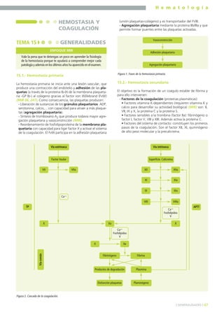 H e m a t o l o g í a
47] GENERALIDADES [
15.1.- Hemostasia primaria
La hemostasia primaria se inicia ante una lesión vascular, que
produce una contracción del endotelio y adhesión de las pla-
quetas (a través de la proteína Ib-IX de la membrana plaqueta-
ria -GP Ib-) al colágeno gracias al factor von Willebrand (FvW)
(MIR 06, 247). Como consecuencia, las plaquetas producen:
- Liberación de sustancias de los gránulos plaquetarios: ADP,
serotonina, calcio,... con capacidad para atraer a más plaque-
tas (agregación plaquetaria).
- Síntesis de tromboxano A2 que produce todavía mayor agre-
gación plaquetaria y vasoconstricción (MIR).
- Reordenamiento de fosfolípoproteína de la membrana pla-
quetaria con capacidad para ligar factor X y activar el sistema
de la coagulación. El FvW participa en la adhesión plaquetaria
(unión plaquetas-colágeno) y es transportador del FVIII.
- Agregación plaquetaria mediante la proteína IIb/IIIa y que
permite formar puentes entre las plaquetas activadas.
15.2.- Hemostasia secundaria
El objetivo es la formación de un coágulo estable de fibrina y
para ello intervienen:
- Factores de la coagulación (proteínas plasmáticas):
• Factores vitamina K-dependientes (requieren vitamina K y
calcio para desarrollar su actividad biológica) (MIR) son: II,
VII, IX y X, la proteína C y la proteína S.
• Factores sensibles a la trombina (factor IIa): fibrinógeno o
factor I, factor V, VIII y XIII. Además activa la proteína C.
• Factores del sistema de contacto: constituyen los primeros
pasos de la coagulación. Son el factor XII, XI, quininógeno
de alto peso molecular y la precalicreína.
HEMOSTASIA Y
COAGULACIÓN
TEMA 15 GENERALIDADES
Vale la pena que te detengas un poco en aprender la fisiología
de la hemostasia porque te ayudará a comprender mejor cada
patología y además en los últimos años ha aparecido en el examen.
ENFOQUE MIR
Adhesión plaquetaria
Vasoconstricción
Agregación plaquetaria
Figura 1. Fases de la hemostasia primaria.
Figura 2. Cascada de la coagulación.
Vía extrínseca Vía intrínseca
Superficie. Calicreína
VII VIIa XII XIIa
XI XIa
IX IXa
X
Ca++
X
Ca++
Fosfolípidos
V
Xa
II IIa
Fibrinógeno
Productos de degradación
Disfunción plaquetas
Fibrina
Plasmina
Plaminógeno
TP APTT
Factor tisular
Víacomún
Ca++
Fosfolípidos
V
VIII VIIIa
 