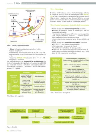 Manual A Mir
48 ] GENERALIDADES [
www.academiamir.com
• Otros: fosfolípidos plaquetarios y tisulares, calcio.
- Vía de la coagulación:
• Vía intrínseca: activación secuencial de XII → XI → IX →VIII.
• Vía extrínseca: activación secuencial de factor tisular (TF)
→ VII.
• Vía común (MIR 05, 249): activación de X → V → II → I (fi-
brinógeno) → Ia (fibrina).
Hay una serie de sustancias inhibidoras de la coagulación que
limitan el proceso. La más importante es la antitrombina III (ATIII)
que inhibe a la trombina y al factor X activado (FXa). Otros in-
hibidores son la proteína C y la proteína S, que se unen para in-
activar al FV y al FVIII.
15.3.- Fibrinólisis
El sistema de fibrinólisis se activa al mismo tiempo que se forma
el coágulo. El activador tisular del plasminógeno (t-PA) (MIR 97,
50), el FXIIa y el sistema quinina-calicreína hacen que el plasmi-
nógeno active a la plasmina, que destruye la fibrina formada
(como consecuencia se liberan productos solubles de degrada-
ción de la fibrina). De este modo se autolimita el proceso.
15.4.- Pruebas básicas para el estudio de la hemostasia
- Para el estudio de la hemostasia primaria utilizamos:
• Número de plaquetas, tiempo de hemorragia y PFA-100
(que estarán alterados).
• Agregación plaquetaria con diferentes agentes agonistas
(ADP, colágeno, trombina, adrenalina,...). También se deter-
mina la agregación inducida por ristocetina.
• Determinación de niveles de factor de von Willebrand
(FvW).
- Para el estudio de la hemostasia secundaria utilizamos:
• TP, TTPa y TT (que pueden estar alterados).
• Fibrinógeno (por el método de Clauss).
• Cuantificación de factores de la coagulación.
• Detección de la presencia de anticoagulante circulante (Ej.,
síndrome antifosfolípido) o inhibidores específicos (Ej., inhi-
bidor de FVIII en pacientes hemofílicos).
Figura 3. Adhesión y agregación plaquetarias.
Déficit: trombastenia
de Glanzmann
Complejo
GpIIb-IIIa
Endotelio
Subendotelio
Factor de Von Willebrand
Déficit: enfermedad de
Von Willebrand
Fibrinógeno
Plaqueta
Déficit: síndrome de
Bernard-Soulier
GpIb
Tapón hemostático
MECANISMO RESULTADO
Interacción plaquetas,
endotelio y proteínas
plasmáticas (FvW)
Formación de trombina
(cantidades limitadas)
Se inicia tras la
interacción factor
tisular-FVII
Formación de fibrina
Activación de trombina
a partir de FVa
Formación de productos
de degradación
de la fibrina (PDF)
Paso de plasminógeno
a plasmina, que
destruye la fibrina
Tabla 1. Etapas de la coagulación.
Plasmina
Activador tisular (t-Pa)
Activador tipo urocinasa (u-Pa)
Plasminógeno
PAI-1
PAI-2
PAI-3
Proteasa nexina
Activadores del
plasminógeno
Inhibidores de la activación
del plasminógeno
Productos de degradación de la fibrinaFibrina
Inhibidores plasmina
α2-Antiplasmina
α2-Macroglobulina
Figura 4. Fibrinólisis.
RECUENTO DE
PLAQUETAS
Distingue trombopenia vs trombocitosis
Hay que realizar un frotis para estudiar la morfología
VN: 150-400 x 109
/L
TIEMPO DE
HEMORRAGIA
O DE IVY (TH)
Valora la adhesión de las plaquetas al endotelio
VN: <8 minutos
TIEMPO DE
PROTROMBINA (TP)
Mide el tiempo de coagulación en
presencia de factor tisular (tromboplastina)
Valora la vía extrínseca. VN: 11-15 seg
TIEMPO DE
TROMBOPLASTINA
PARCIAL ACTIVADO
(TTPA) O DE
CEFALINA
Mide el tiempo de coagulación tras activar
los factores de contacto. Valora la vía intrínseca
VN: 25-35 seg
TIEMPO DE
TROMBINA (TT)
Depende de la concentración de fibrinógeno
VN: 18-25 seg
Mide el tiempo que tardan las plaquetas
en formar un tapón que ocluya una membrana
recubierta de colágeno o adrenalina
PFA-100
Tabla 2. Pruebas básicas en coagulación.
HEMOSTASIA
PRIMARIA
ETAPA DE
INICIO
HEMOSTASIA
SECUNDARIA
ETAPA DE
AMPLIFICACIÓN
FIBRINÓLISIS
 