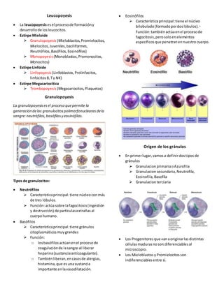 Leucopoyesis
 La leucopoyesisesel procesode formacióny
desarrollode losleucocitos.
 Estirpe Mieloide
 Granulopoyesis (Mieloblastos,Promielocitos,
Mielocitos,Juveniles,baciliformes,
Neutrófilos,Basófilos,Eosinófilos)
 Monopoyesis (Monoblastos,Promonocitos,
Monocitos)
 Estirpe Linfoide
 Linfopoyesis (Linfoblastos,Prolinfocitos,
linfocitosB,Ty NK)
 Estirpe Megacariocítica
 Trombopoyesis (Megacariocitos,Plaquetas)
Granulopoyesis
La granulopoyesisesel proceso quepermite la
generación delos granulocitospolimorfonuclearesdela
sangre:neutrófilos,basófilosy eosinófilos.
Tipos de granulocitos:
 Neutrófilos
 Característicaprincipal:tiene núcleoconmás
de tres lóbulos.
 Función:actúa sobre lafagocitosis(ingestión
y destrucción) de partículasextrañasal
cuerpohumano.
 Basófilos
 Característicaprincipal:tiene gránulos
citoplasmáticosmuygrandes
 Función:
o losbasófilosactúanenel procesode
coagulaciónde lasangre al liberar
heparina(sustanciaanticoagulante).
o Tambiénliberan,encasosde alergias,
histamina,que esunasustancia
importante enlavasodilatación.
 Eosinófilos
 Característicaprincipal:tiene el núcleo
bilobulado(formadopordoslóbulos).◦
Función:tambiénactúaenel procesode
fagocitosis,perosoloenelementos
específicosque penetranennuestrocuerpo.
Origen de los gránulos
 En primerlugar, vamosa definirdostipos de
gránulos
 GranulacionprimariaoAzurofila
 Granulacionsecundaria,Neutrofila,
Eosinofila,Basofila
 Granulacionterciaria
 Los Progenitoresque vanaoriginarlasdistintas
célulasmadurasnoson diferenciablesal
microscopio.
 Los MieloblastosyPromielocitosson
indiferenciablesentre sí.
 