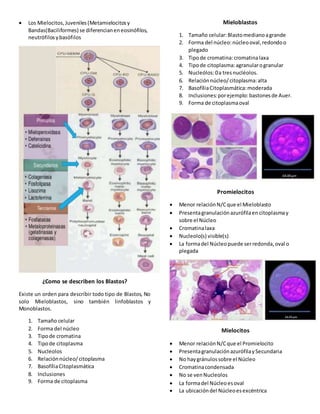  Los Mielocitos, Juveniles(Metamielocitosy
Bandas(Baciliformes) se diferencianeneosinófilos,
neutrófilosybasófilos
¿Como se describen los Blastos?
Existe un orden para describir todo tipo de Blastos, No
solo Mieloblastos, sino también linfoblastos y
Monoblastos.
1. Tamaño celular
2. Forma del núcleo
3. Tipode cromatina
4. Tipode citoplasma
5. Nucleolos
6. Relaciónnúcleo/citoplasma
7. BasofíliaCitoplasmática
8. Inclusiones
9. Forma de citoplasma
Mieloblastos
1. Tamaño celular:Blastomedianoagrande
2. Forma del núcleo:núcleooval,redondoo
plegado
3. Tipode cromatina:cromatinalaxa
4. Tipode citoplasma:agranularogranular
5. Nucleólos:0a tresnucléolos.
6. Relaciónnúcleo/citoplasma:alta
7. BasofíliaCitoplasmática:moderada
8. Inclusiones:porejemplo:bastonesde Auer.
9. Forma de citoplasmaoval
Promielocitos
 Menor relaciónN/Cque el Mieloblasto
 Presentagranulaciónazurófilaen citoplasmay
sobre el Núcleo
 Cromatinalaxa
 Nucleolo(s) visible(s)
 La formadel Núcleopuede serredonda,oval o
plegada
Mielocitos
 Menor relaciónN/Cque el Promielocito
 PresentagranulaciónazurófilaySecundaria
 No haygránulossobre el Núcleo
 Cromatinacondensada
 No se venNucleolos
 La formadel Núcleoesoval
 La ubicacióndel Núcleoesexcéntrica
 