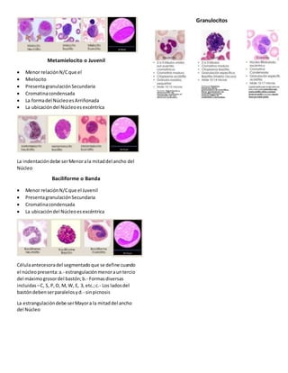 Metamielocito o Juvenil
 Menor relaciónN/Cque el
 Mielocito
 PresentagranulaciónSecundaria
 Cromatinacondensada
 La formadel NúcleoesArriñonada
 La ubicacióndel Núcleoesexcéntrica
La indentacióndebe serMenorala mitaddel ancho del
Núcleo
Baciliforme o Banda
 Menor relaciónN/Cque el Juvenil
 PresentagranulaciónSecundaria
 Cromatinacondensada
 La ubicacióndel Núcleoesexcéntrica
Célulaantecesoradel segmentadoque se define cuando
el núcleo presenta:a.- estrangulaciónmenorauntercio
del máximogrosordel bastón;b.- Formasdiversas
incluidas –C, S, P,O, M, W, E, 3, etc.;c.- Los ladosdel
bastóndebenserparalelosyd.- sinpicnosis
La estrangulacióndebe serMayora la mitaddel ancho
del Núcleo
Granulocitos
 