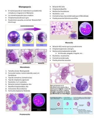 Monopoyesis
 El núcleopasade ser redondoensuestadiomás
inmaduroa irregularenel Monocito
 La cromatinapasade Laxa a madura
 Citoplasmapasade azul a gris
 Puede tenervacuolas,esnormal ◦RelaciónN/C
disminuye
Monoblasto
1. Tamaño celular:Blastogrande
2. Forma del núcleo:núcleoredondouoval,sin
hendiduras
3. Tipode cromatina:cromatinalaxa
4. Tipode citoplasma:agranular
5. Nucleólos:1a 5 nucléolos.
6. Relaciónnúcleo/citoplasma:alta
7. BasofíliaCitoplasmática:alta
8. Inclusiones:Nose observa
9. Forma de citoplasma:Redonda
Promonocito
 RelaciónN/Calta
 CitoplasmaBasófilo
 NúcleoConhendiduras
 Nucléolos:1 a 5.
 Cromatinalaxa,mascondensadaque el Monoblasto
 Puede presentarGránulosazurófilos
Monocito
 RelaciónN/Cmenorque suspredecesores
 Citoplasmagranular,colorgris
 Núcleoextremadamente variable
 Arriñonado,plegado,irregular,etc…
 Nucléolos:nopresenta
 Cromatinacondensada
 Puede presentarvacuolas
 
