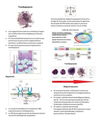 Trombopoyesis
 Los megacariocitosmaduranamedidaque migran
por losdiferentesnichosdirigidosporestímulos
específicos.
 El nichoosteoblásticoproporcionaunentornoque
permite que losprecursoresmegacariocíticos
proliferen,se diferencienycomiencenamadurar
 El nichovascularpromueve principalmentela
trombopoyesis
Regulación
1. La membranadel Meqtiene receptoresC-MPL
específicosparalaTrombopoyetina.
2. La TPOdesencadenalaacciónde JAKquienactivael
mecanismode Biogénesisplaquetaria
El procesoglobal de megacariocitopoyesistranscurre a
lolargo de variosdías, locual explicaque losagonistas
del receptorde TPO tardenvariosdías encomenzar
actuar y alcancensu picode accióna los12-14 días.
Trombopoyesis
Megacariopoyesis
 De acuerdoal tamaño, lalobulaciónnuclearylas
características del citoplasma,losmegacariocitosse
clasificanentresestadios.
 El estadioI,tambiéndenominadoMegacarioblasto,
(de 10 – 24 micras) estárepresentadoporcélulas
relativamente pequeñasconnúcleonolobuladoo
bilobuladoycitoplasmaescasoybasófilo.
 El estadioII,tambiéndenominado
Promegacarioblasto,(de 10-40 micras) posee mayor
tamaño,núcleopolilobuladoycitoplasma
policromático,másabundante.
 