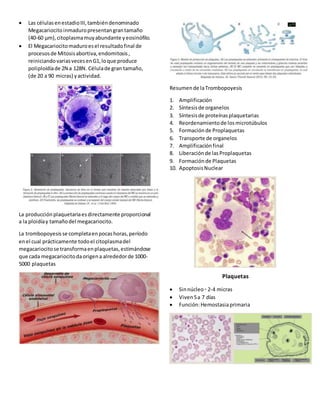  Las célulasenestadioIII,tambiéndenominado
Megacariocitoinmaduropresentangrantamaño
(40-60 μm),citoplasmamuyabundante yeosinófilo.
 El Megacariocitomaduroesel resultadofinal de
procesosde Mitosisabortiva,endomitosis,
reiniciandovariasvecesenG1,loque produce
poliploidíade 2N a 128N. Célulade gran tamaño,
(de 20 a 90 micras) yactividad.
La producciónplaquetariaesdirectamente proporcional
a la ploidíay tamañodel megacariocito.
La trombopoyesisse completaenpocashoras,período
enel cual prácticamente todoel citoplasmadel
megacariocitose transformaenplaquetas,estimándose
que cada megacariocitodaorigena alrededorde 1000-
5000 plaquetas
Resumende laTrombopoyesis
1. Amplificación
2. Síntesisde organelos
3. Síntesisde proteínasplaquetarias
4. Reordenamientode losmicrotúbulos
5. Formaciónde Proplaquetas
6. Transporte de organelos
7. Amplificaciónfinal
8. Liberaciónde lasProplaquetas
9. Formaciónde Plaquetas
10. ApoptosisNuclear
Plaquetas
 Sinnúcleo◦ 2-4 micras
 Viven5a 7 días
 Función:Hemostasiaprimaria
 