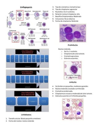 Linfopoyesis
Linfoblastos
1. Tamaño celular:Blastopequeñoamediano
2. Forma del núcleo:núcleoredondo
3. Tipode cromatina:cromatinalaxa
4. Tipode citoplasma:agranular
5. Nucleólos:0a 2 nucléolos.
6. Relaciónnúcleo/citoplasma:alta
7. BasofíliaCitoplasmática:Moderada
8. Inclusiones:Nose observa
9. Forma de citoplasma:Redonda
Prolinfocito
Núcleoredondo.
o De 0 a 1 nucléolo.
o Citoplasmade colorceleste.
o Cromatinagrumosa.
o Gránulosausentes.
Linfocito
 Se dividenenpequeños,medianosygrandes
 Núcleoredondoaovaladooarriñonado
 Cromatinacondensada.
 Citoplasmaesescasoa moderadode colorceleste.
 Gránulosausentesenlinfocitospequeños.
 