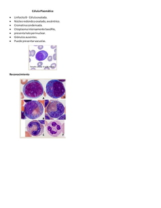 Célula Plasmática
 LinfocitoB◦ Célulaovalada.
 Núcleoredondoaovalado,excéntrico.
 Cromatinacondensada.
 Citoplasmaintensamente basófilo,
 presentahaloperinuclear.
 Gránulosausentes.
 Puede presentarvacuolas.
Reconocimiento
 