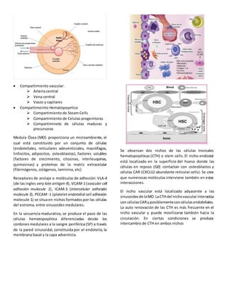  Compartimiento vascular:
 Arteria central
 Vena central
 Vasos y capilares
 Compartimeinto Hematopoyetico
 Compartimiento de Steam Cells
 Compartimiento de Celulas progenitoras
 Compartimineto de células maduras y
precursoras
Medula Ósea (MO) proporciona un microambiente, el
cual está constituido por un conjunto de células
(endoteliales, reticulares adeventiciales, macrófagos,
linfocitos, adipocitos, osteoblastos), factores solubles
(factores de crecimiento, citosinas, interleuquinas,
quimosinas) y proteínas de la matriz extracelular
(fibrinógenos, colágenos, laminina, etc)
Receptores de anclaje o moléculas de adhesión: VLA-4
(de las ingles very late antigen 4), VCAM-1 (vascular cell
adhesión mulecule 1), ICAM-3 (intercelular adhesión
molecule 3), PECAM -1 (platelet endotelial cell adhesión
molecule 1) se situa en nichos formados por las células
del estroma, entre sinusoides medulares.
En la secuencia madurativa, se produce el paso de las
células hematopoyética diferenciadas desde los
cordones medulares a la sangre periférica (SP) a través
de la pared sinusoidal, constituida por el endotelio, la
membrana basal y la capa adventicia.
Se observan dos nichos de las células troncales
hematopoyéticas (CTH) o stem cells. El nicho endostal
está localizado en la superficie del hueso donde las
células en reposo (G0) contactan con osteoblastos y
células CAR (CXCL12 abundante reticular cells). Se cree
que numerosas moléculas interviene también en estas
interacciones.
El nicho vascular está localizado adyacente a las
sinusoides de laMO.LaCTHdel nichovascular interactúa
con célulasCARy posiblementeconcélulasendoteliales.
La auto renovación de las CTH es más frecuente en el
nicho vascular y puede movilizarse también hacia la
circulación. En ciertas condiciones se produce
intercambio de CTH en ambos nichos
 