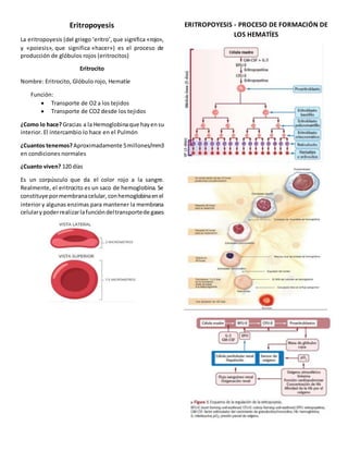 Eritropoyesis
La eritropoyesis (del griego ‘eritro’,que significa «rojo»,
y «poiesis», que significa «hacer») es el proceso de
producción de glóbulos rojos (eritrocitos)
Eritrocito
Nombre: Eritrocito, Glóbulo rojo, Hematíe
Función:
 Transporte de O2 a los tejidos
 Transporte de CO2 desde los tejidos
¿Como lo hace?Gracias a la Hemoglobinaque hayensu
interior. El intercambio lo hace en el Pulmón
¿Cuantos tenemos? Aproximadamente 5millones/mm3
en condiciones normales
¿Cuanto viven? 120 días
Es un corpúsculo que da el color rojo a la sangre.
Realmente, el eritrocito es un saco de hemoglobina. Se
constituye pormembranacelular,conhemoglobinaenel
interior y algunas enzimas para mantener la membrana
celularypoderrealizarlafuncióndeltransportede gases
ERITROPOYESIS - PROCESO DE FORMACIÓN DE
LOS HEMATÍES
 