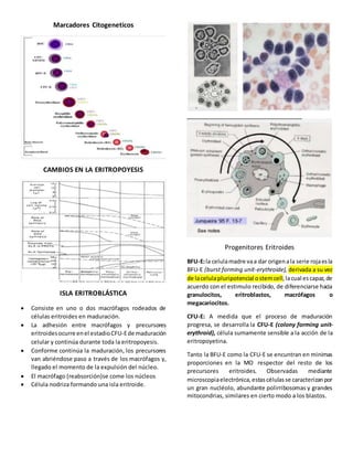 Marcadores Citogeneticos
CAMBIOS EN LA ERITROPOYESIS
ISLA ERITROBLÁSTICA
 Consiste en uno o dos macrófagos rodeados de
células eritroides en maduración.
 La adhesión entre macrófagos y precursores
eritroidesocurre enel estadioCFU-Ede maduración
celular y continúa durante toda la eritropoyesis.
 Conforme continúa la maduración, los precursores
van abriéndose paso a través de los macrófagos y,
llegado el momento de la expulsión del núcleo.
 El macrófago (reabsorción)se come los núcleos
 Célula nodriza formando una isla eritroide.
Progenitores Eritroides
BFU-E:la celulamadre vaa dar origenala serie rojaesla
BFU-E (burst forming unit-erythroide), derivada a su vez
de lacelulapluripotencial ostemcell,lacual escapaz,de
acuerdo con el estimulo recibido, de diferenciarse hacia
granulocitos, eritroblastos, macrófagos o
megacariocitos.
CFU-E: A medida que el proceso de maduración
progresa, se desarrolla la CFU-E (colony forming unit-
erythroid), célula sumamente sensible a la acción de la
eritropoyetina.
Tanto la BFU-E como la CFU-E se encuntran en minimas
proporciones en la MO respector del resto de los
precursores eritroides. Observadas mediante
microscopiaelectrónica,estascélulasse caracterizanpor
un gran nucléolo, abundante polirribosomas y grandes
mitocondrias, similares en cierto modo a los blastos.
 