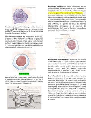 Proeritroblastos: son las células que madurativamente
siguen a la CFU-E y se caracterizan por ser voluminosas,
de 20 a 25 micronesde diamentro,de formaredondeada
irregular, ligeramente ovalada.
El nucleoocupa cerca del 80% del volumencelulartotal,
y contiene fina cromatina distribuida en pequeños
acumulos, observándose uno o varios nucléolos bien
definids.Lospolirribosomasse distribuyenengruposde
2 a 6 enel citoplasmacelular,dandoal proeritroblastosu
aspecto basófilo intenso característico.
ROFEOCITOSIS
Procesoen el cual el macrófagocede el hierro (ferritina)
a los eritoblastos a través de vesículas, ya que por sí
solos,estosnopuedenincorporardirectamenteelhierro
sérico (ocurre en anemia ferropénica)
Eritroblasto basófilo; son menos voluminosos que los
proeritroblastos y miden cerca de 16-18 micrones. El
núcleoocupalas tres cuartas partesdel área celularyse
caracteriza por su heterocromatina violeta oscuro con
acumulos rosados de eucromatina, unido entre si por
bandasirregulares.El conjuntode estasestructurasle da
al nucleo un aspecto de rueda o reloj. El citoplasma es
color azul intenso, con un halo perinuclear mas claro y
otro redondo, el aparato de Golgi. La basofilia
citoplasmática corresponde a la presencia de
polirribosomas. Suelen verse también microtubulos
conectado dos eritroblastos en mitosis.
Eritroblastos ortocromáticos: Luego de la división
mitóticafinal de laserie eritropoyetica,laconcentración
de hemoglobina aumenta confiriéndole a la celula un
aspecto mucho menos basófilo que las anteriores,
aunque como aun se siguen observando
monorribosomas, el aspecto es de colores mixtos,
característico de eritroblasto ortocromatico.
Esta celula, de 10 a 15 micrones, posee un nucleo
pequeño sumamente denso que ocupa tan solo un
cuarto del área celular y se dispone en una ubicación
excéntrica.El eritroblastoortocromaticoposee unagran
movilidad, probablemente necesaria para la posterio
expulsión del nucleo. La ultra estructura de esta celula
evidencia bordes irregulares, reflejando la motilidad,
heterocromatina en grandes acumulos intracelulares y
ribosomas despersos en el citoplasma. Las mitocondrias
sonmenosvoluminosasyreducidasennumero,asi como
lahemoglobinase encuntraentodalacelula,inclusiveen
el nucleo.
 