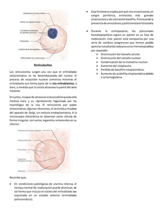 Reticulocitos
Los reticulocitos surgen una vez que el eritroblasto
ortocromatico se ha desembarazado del nucleo. El
proceso de expulsión nuclear comienza mientras el
eritroblasto aun forma parte de la isla eritroblastico, o
bien, a medida que la celula atraviesa la pared del seno
medular.
El nucleo,incapazde atravesaresteescollomquedaenla
medula osea y es rápidamente fagocitado por los
macrófagos de la isla. El reticulocito aun posee
mitocondrias,algunosribosomas,el centrioloy resabios
del aparato de Golgi, sin retículo endoplasmatico. A la
microscopia electrónica se observan como células de
forma irregular, con varias organelos remanentesen su
interior.
Recordarque;
 En condiciones patológicas de anemia intensa, el
tiempo normal de maduración puede disminuir, de
tal forma que incluso el núcleo del eritroblasto sea
expulsado en un estadío anterior (eritroblasto
policromático).
 Este fenómenoexplicaporqué nosencontramos,en
sangre periférica, eritrocitos más grandes
(macrocitos) y de coloraciónbasófila.Provocandola
presenciade anisocitosisypolicromasiaeritrocitaria.
 Durante la eritropoyesis, los precursores
hematopoyéticos siguen un patrón en su fase de
maduración. Este patrón está compuesto por una
serie de cambios progresivos que hemos podido
apreciarestudiandocadaprecursorhematopoyético
por separado:
 Disminución del tamaño celular.
 Disminución del tamaño nuclear.
 Condensación de la cromatina nuclear.
 Aumento del citoplasma.
 Perdida de basofilia citoplasmática.
 Aumentode acidofiliacitoplasmáticadebido
a la hemoglobina.
 