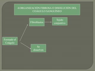 4.ORGANIZACIÓN FIBROSA O DISOLUCIÓN DEL
COÁGULO SANGUÍNEO
Formado el
Coágulo
Fibroblastos
Tejido
conjuntivo
Se
disuelven
 