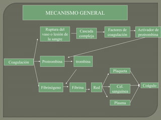 Coagulación
Ruptura del
vaso o lesión de
la sangre
Cascada
compleja
MECANISMO GENERAL
Factores de
coagulación
Activador de
protrombina
Protrombina trombina
Fibrinógeno Fibrina Red
Plaqueta
Cel.
sanguínea
Plasma
Coágulo
 