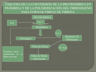 ESQUEMA DE LA CONVERSIÓN DE LA PROTROMBINA EN
TROMBINA Y DE LA POLIMERIZACIÓN DEL FIBRINÓGENO
PARA FORMAR FIBRAS DE FIBRINA
PROTROMBINA
Ca++
TROMBINA
Fibrinógeno
Monómero de
Fibrinógeno
Ca++
Fibras de fibrina
A.P.
Fibras de fibrina
entrecruzada
10-15seg
Trombina---factor
estabilizador de la
fibrina activado
 