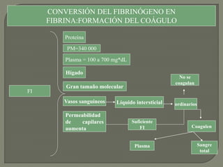 CONVERSIÓN DEL FIBRINÓGENO EN
FIBRINA:FORMACIÓN DEL COÁGULO
FI
Proteína
PM=340 000
Plasma = 100 a 700 mg*dL
Hígado
Gran tamaño molecular
Vasos sanguíneos Líquido intersticial ordinarios
No se
coagulan
Permeabilidad
de capilares
aumenta Coagulen
Suficiente
FI
Plasma Sangre
total
 