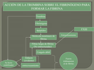 ACCIÓN DE LA TROMBINA SOBRE EL FIBRINÓGENO PARA
FORMAR LA FIBRINA
Trombina
Fibrinógeno
4péptidos
Molécula monómero de
fibrina
Fibras largas de fibrina
(No entrecruzadas)
Coágulo débil
Su factor
estabilizador
Enlaces
covalentes
entrecruzamiento
Fuerza
tridimension
al de fibrina
FXIII
Entrecruzamiento
 