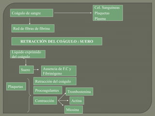 Coágulo de sangre
Red de fibras de fibrina
Cel. Sanguíneas
Plaquetas
Plasma
RETRACCIÓN DEL COÁGULO : SUERO
Líquido exprimido
del coágulo
Suero Ausencia de F.C y
Fibrinógeno
Plaquetas
Retracción del coágulo
Procoagulantes
Contracción
Miosina
Actina
Trombostenina
 