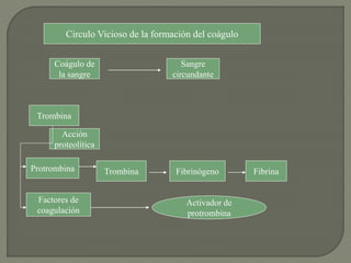 Circulo Vicioso de la formación del coágulo
Coágulo de
la sangre
Sangre
circundante
Trombina
Acción
proteolítica
FibrinógenoProtrombina Trombina
Factores de
coagulación
Activador de
protrombina
Fibrina
 
