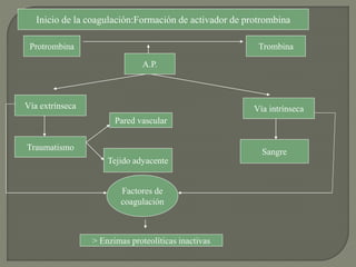 Protrombina Trombina
A.P.
Vía extrínseca Vía intrínseca
Traumatismo
Pared vascular
Tejido adyacente
Sangre
Factores de
coagulación
> Enzimas proteolíticas inactivas
Inicio de la coagulación:Formación de activador de protrombina
 