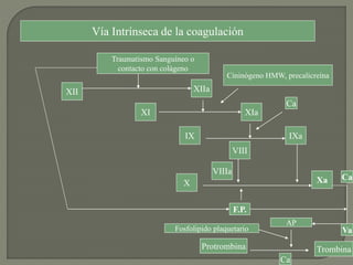 Vía Intrínseca de la coagulación
Traumatismo Sanguíneo o
contacto con colágeno
XII XIIa
XI XIa
Cininógeno HMW, precalicreína
IX IXa
Ca
VIII
VIIIa
X Xa
AP
TrombinaProtrombina
Ca
Fosfolipido plaquetario Va
F.P.
Ca
 